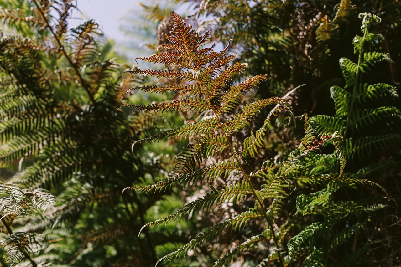 Fern Leaves