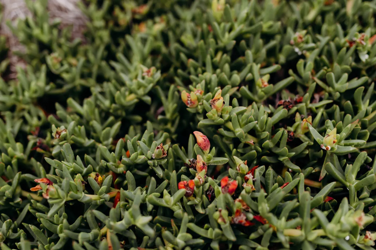 Succulent Ground Cover