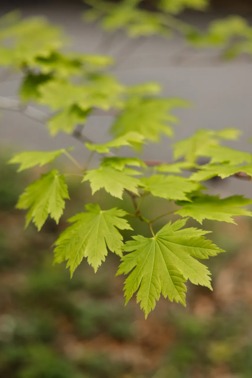Foliage at the Royal Tasmanian Botanical Gardens