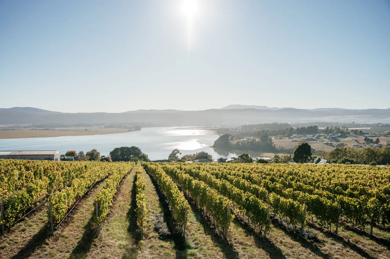Vineyard at Utzinger Wines