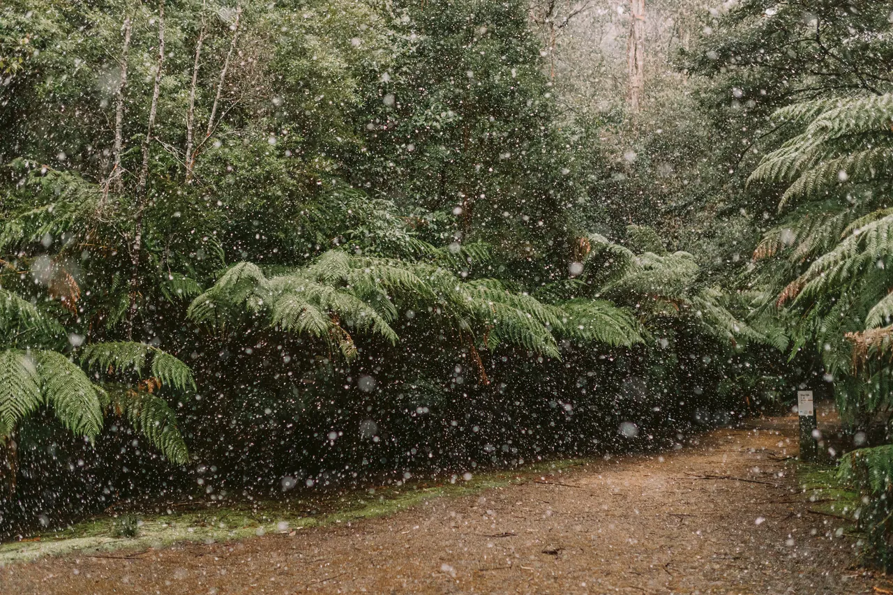 Walking Trail in the Snow