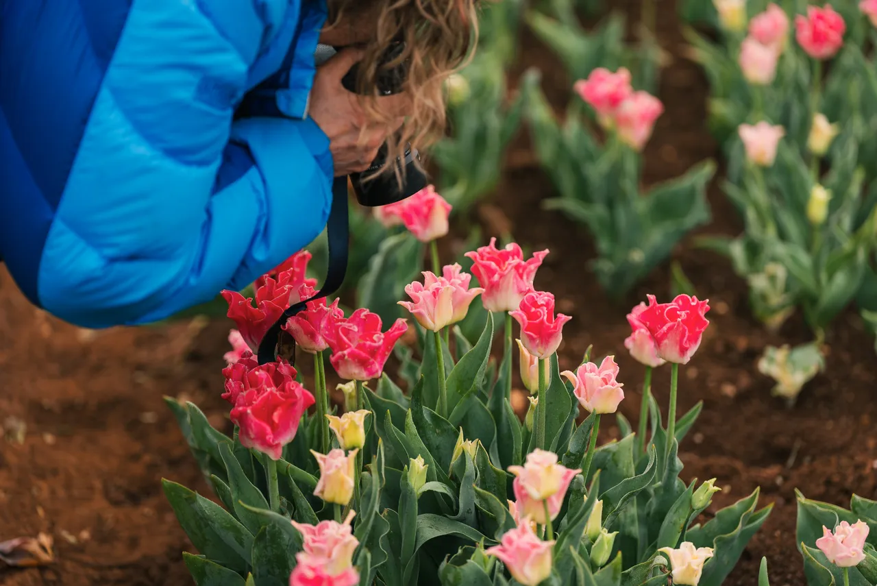Taking Photos at Table Cape Tulip Farm