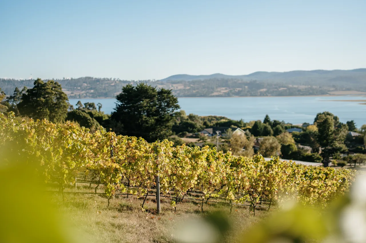 Vineyard at Utzinger Wines