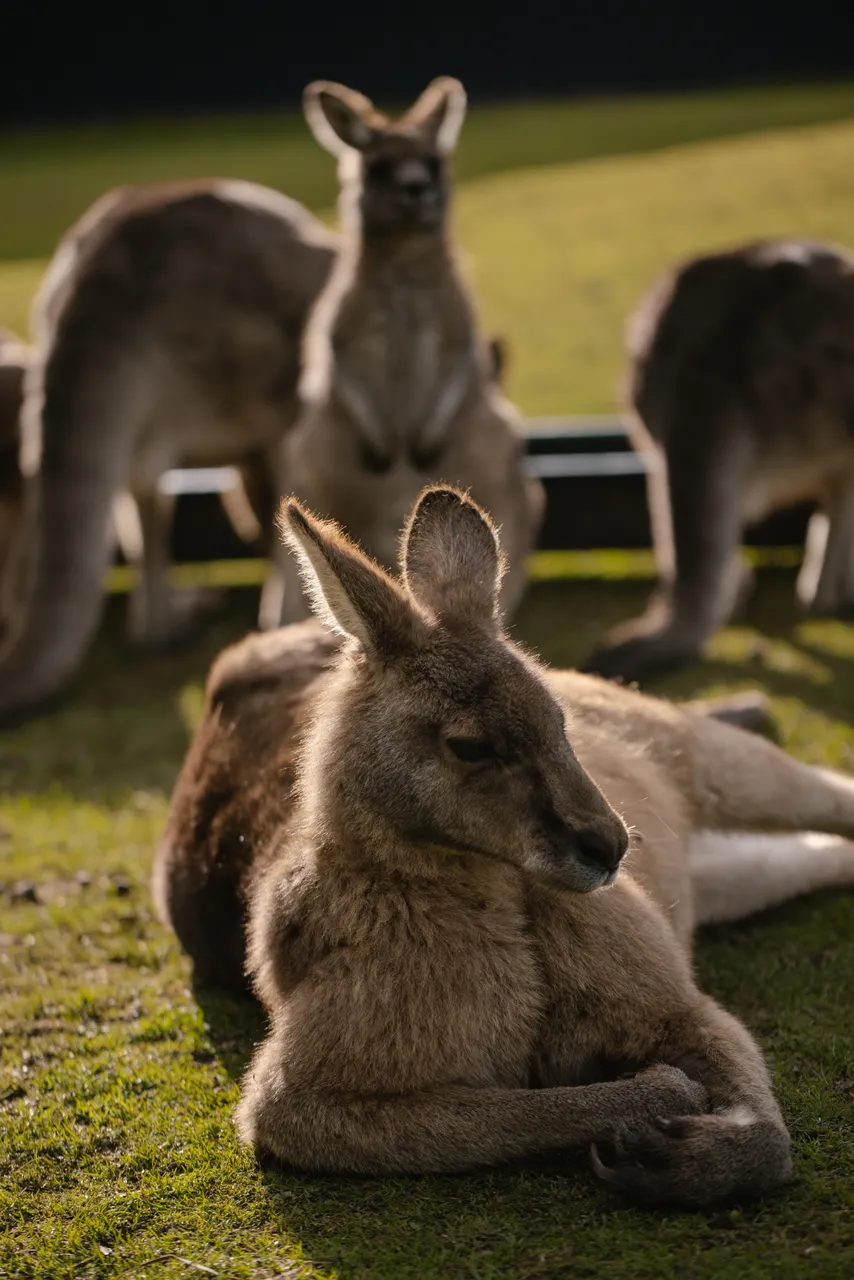 Eastern Grey Kangaroo