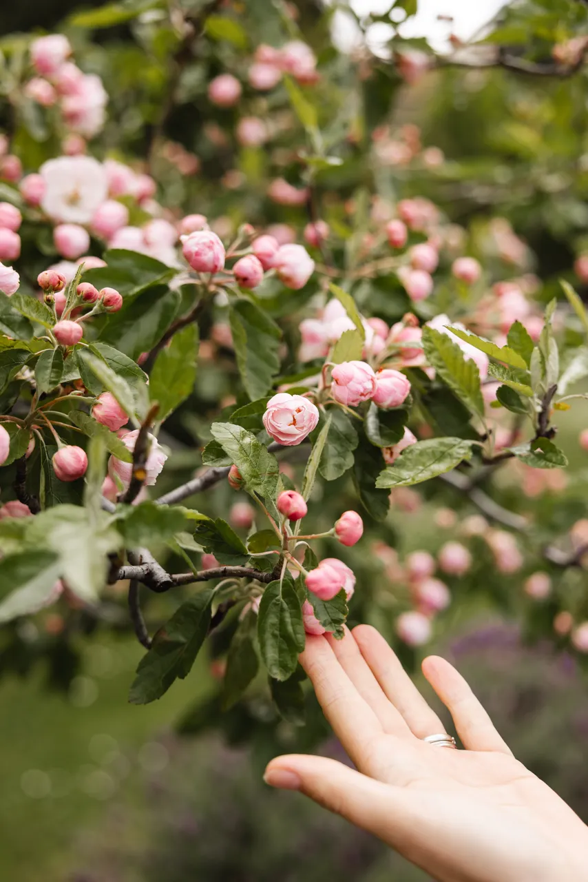 Pink Blossoms in Spring