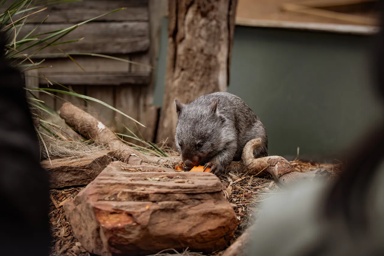 Wombat at Bonorong Wildlife Sanctuary