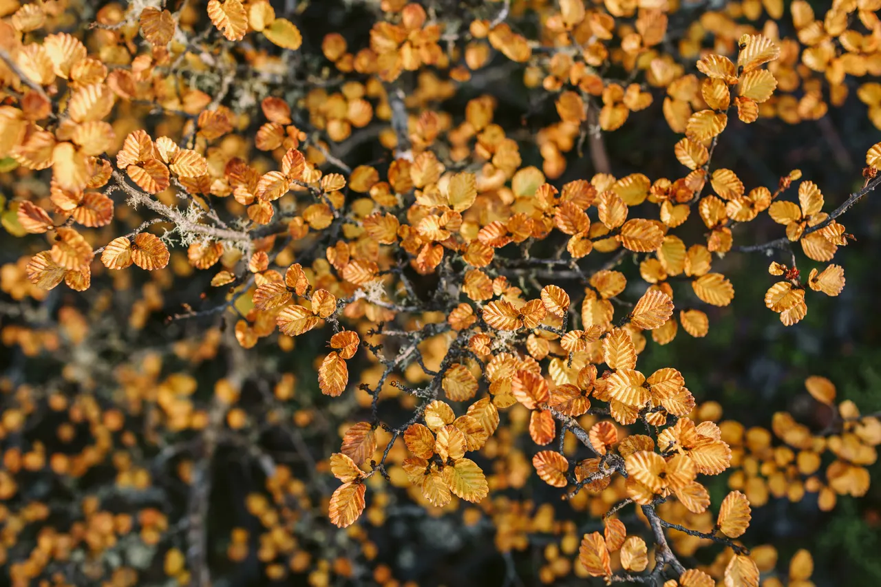 Orange Fagus at Mount Field