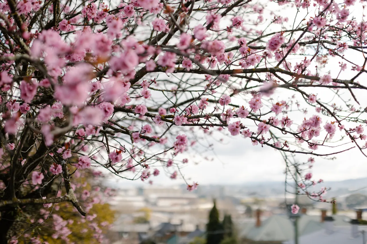 Pink Blossoms Streetscape