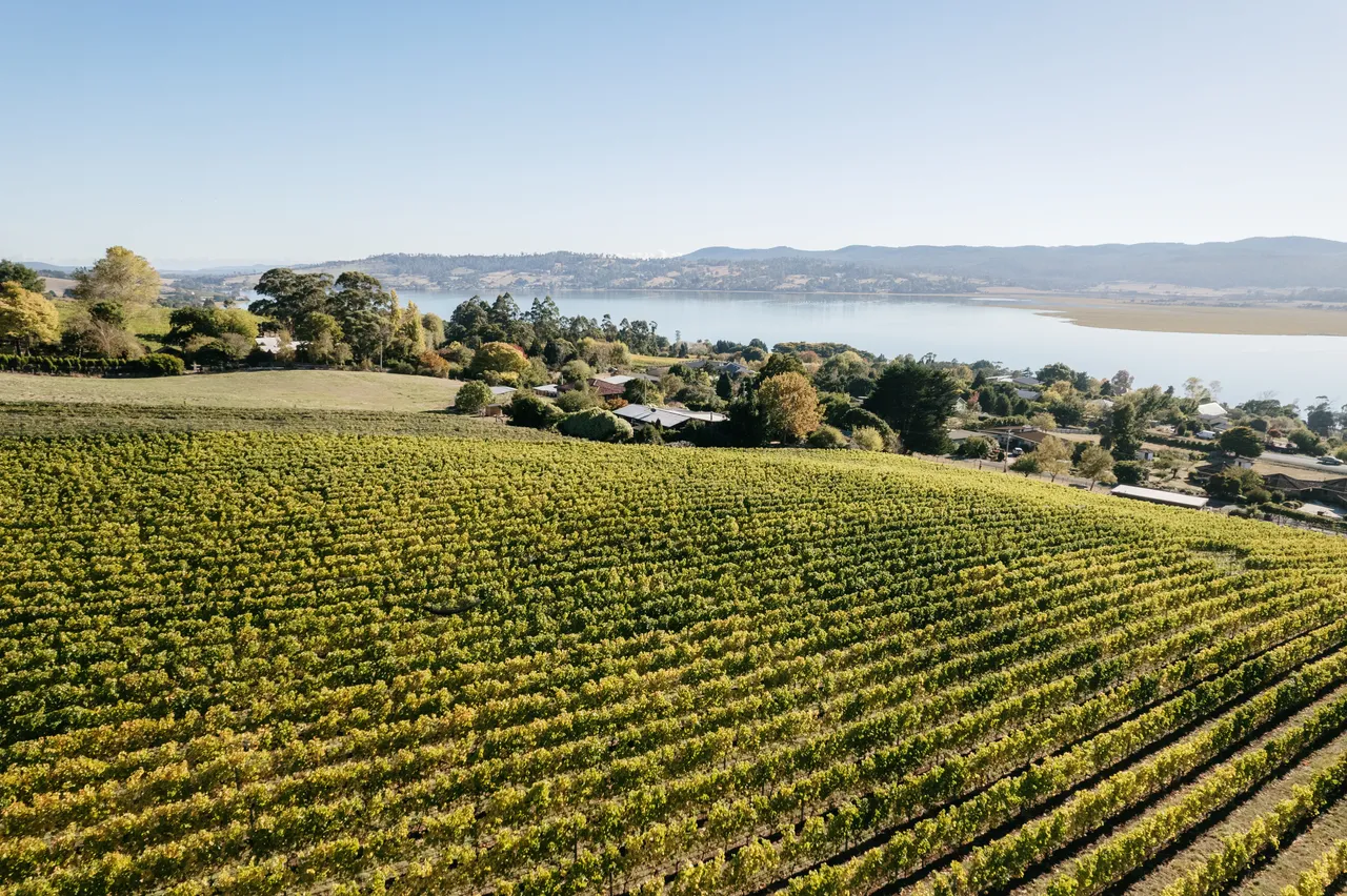 Vineyard at Utzinger Wines