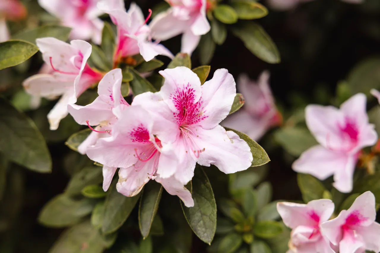 Pink Flowers in Spring