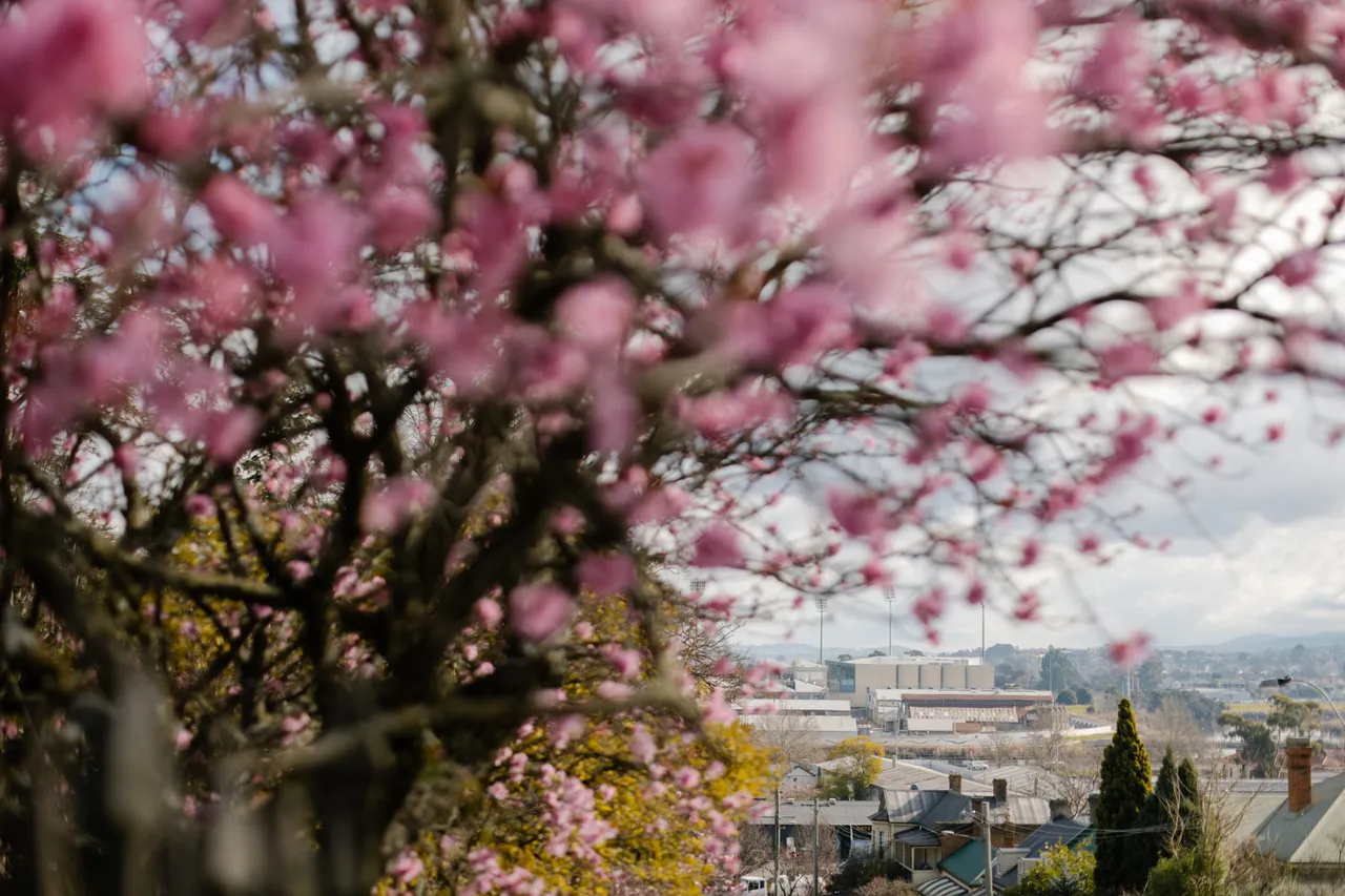 Pink Blossom Streetscape