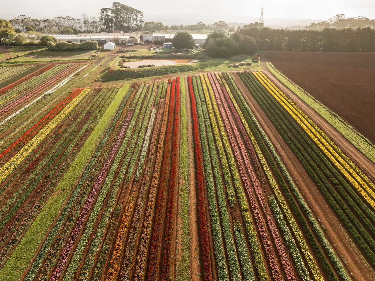 Table Cape Tulip Farm