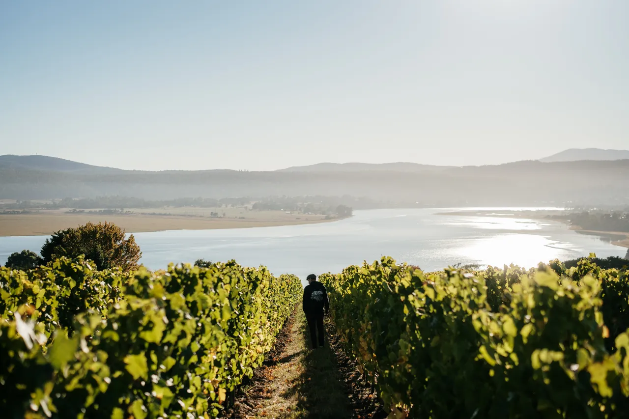 Vineyard at Utzinger Wines
