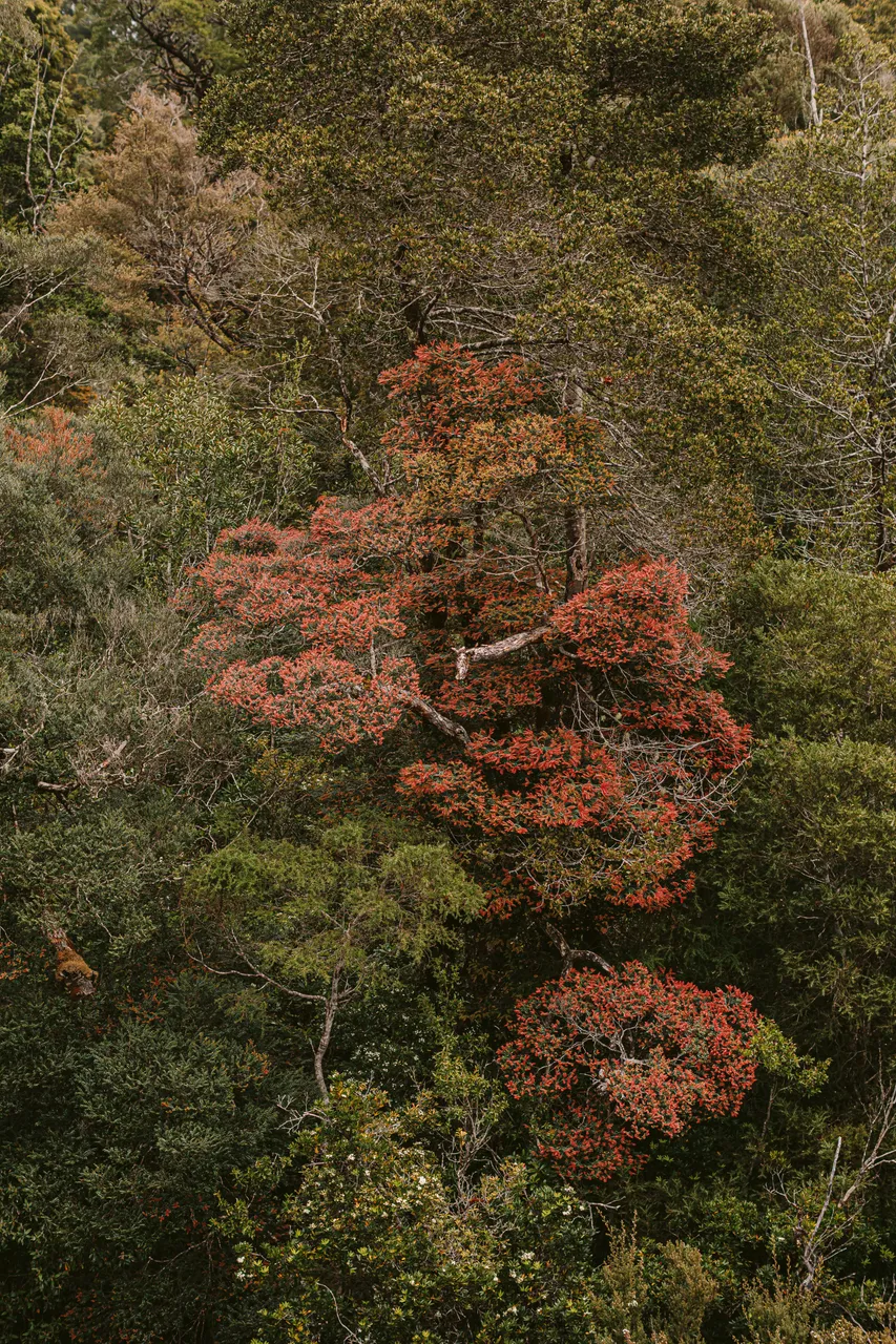 Rainforest on the Gordon River