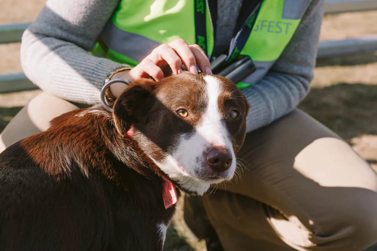 Dog at Agfest