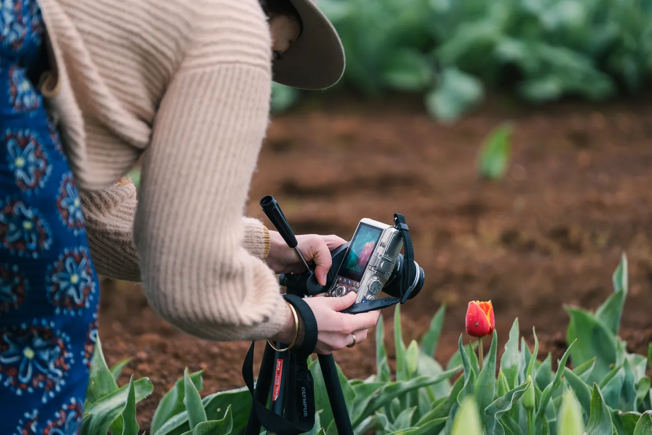 Taking Photos at Table Cape Tulip Farm