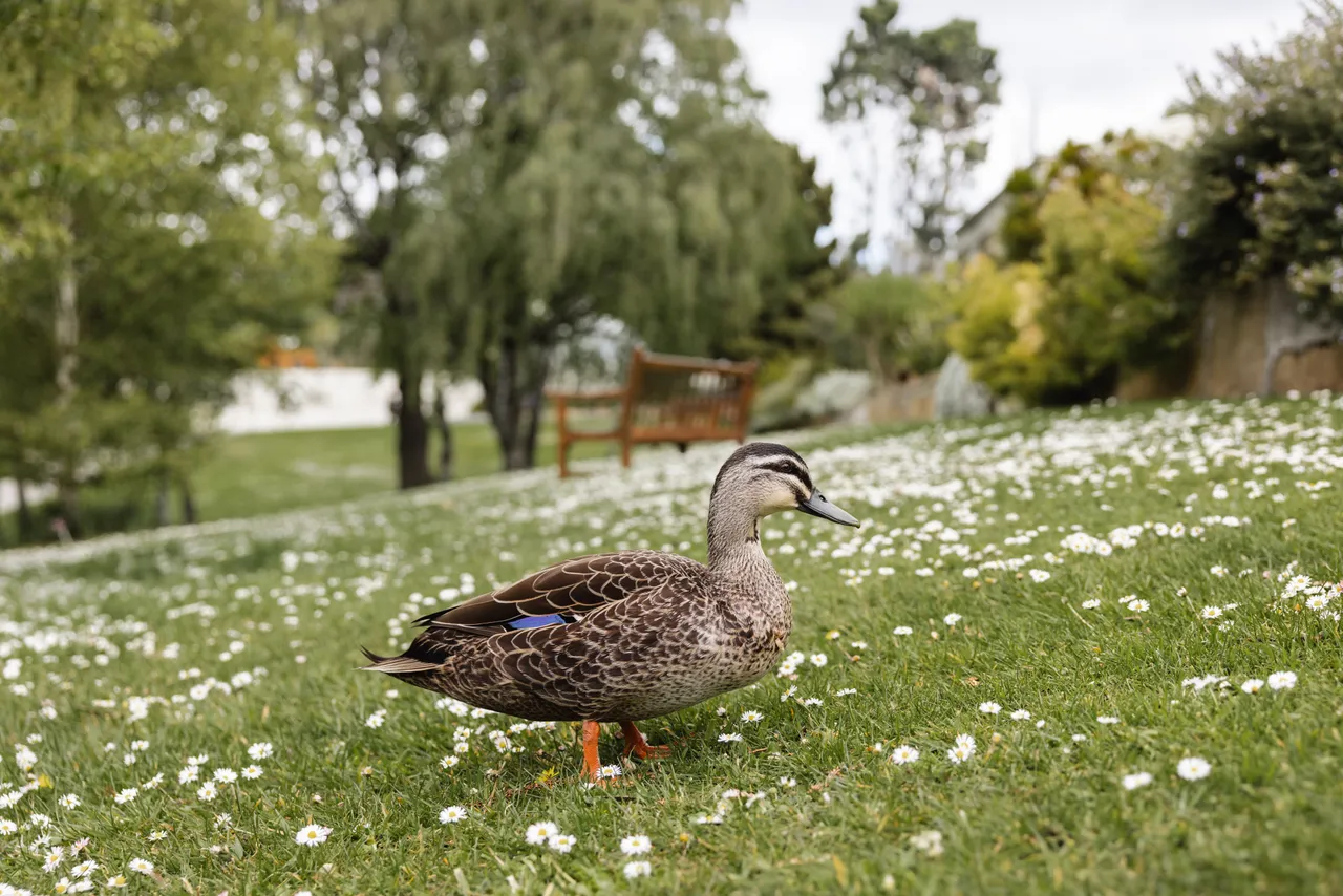Duck at the Royal Tasmanian Botanical Gardens
