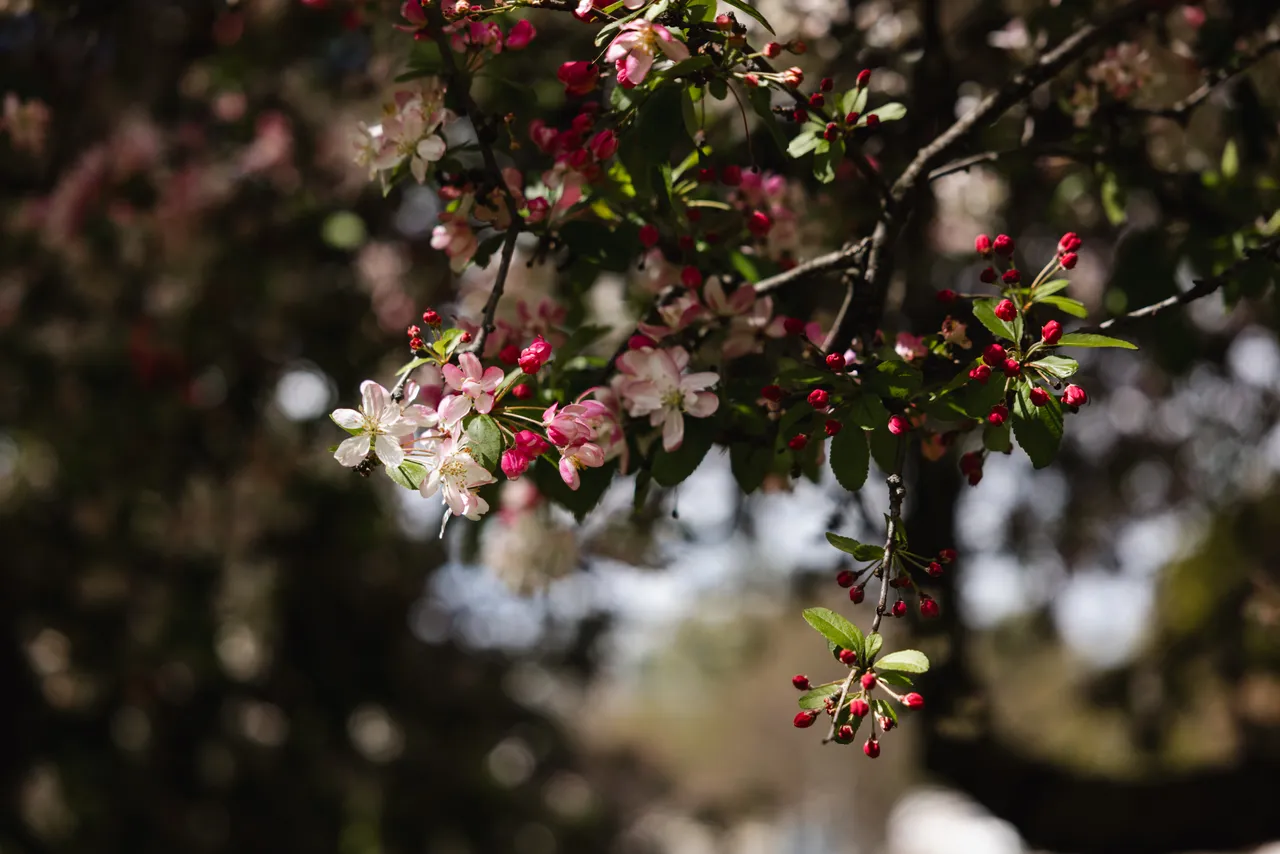 Spring Flowers in Bloom