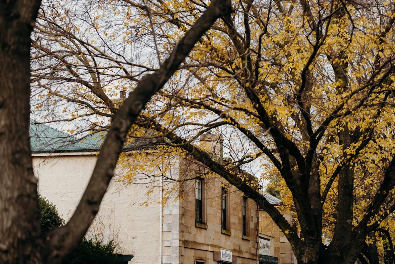 Ross Autumn Streetscape