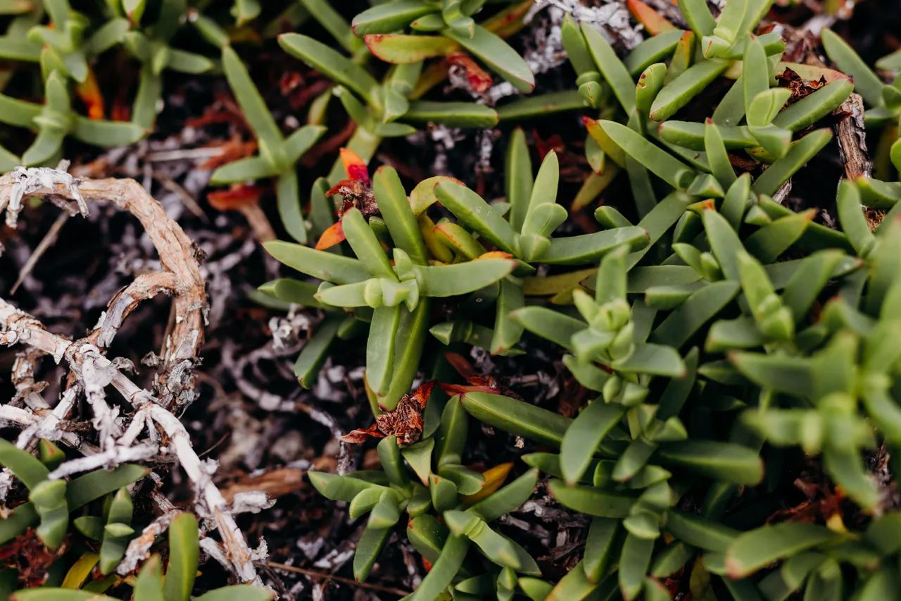 Succulent Ground Cover
