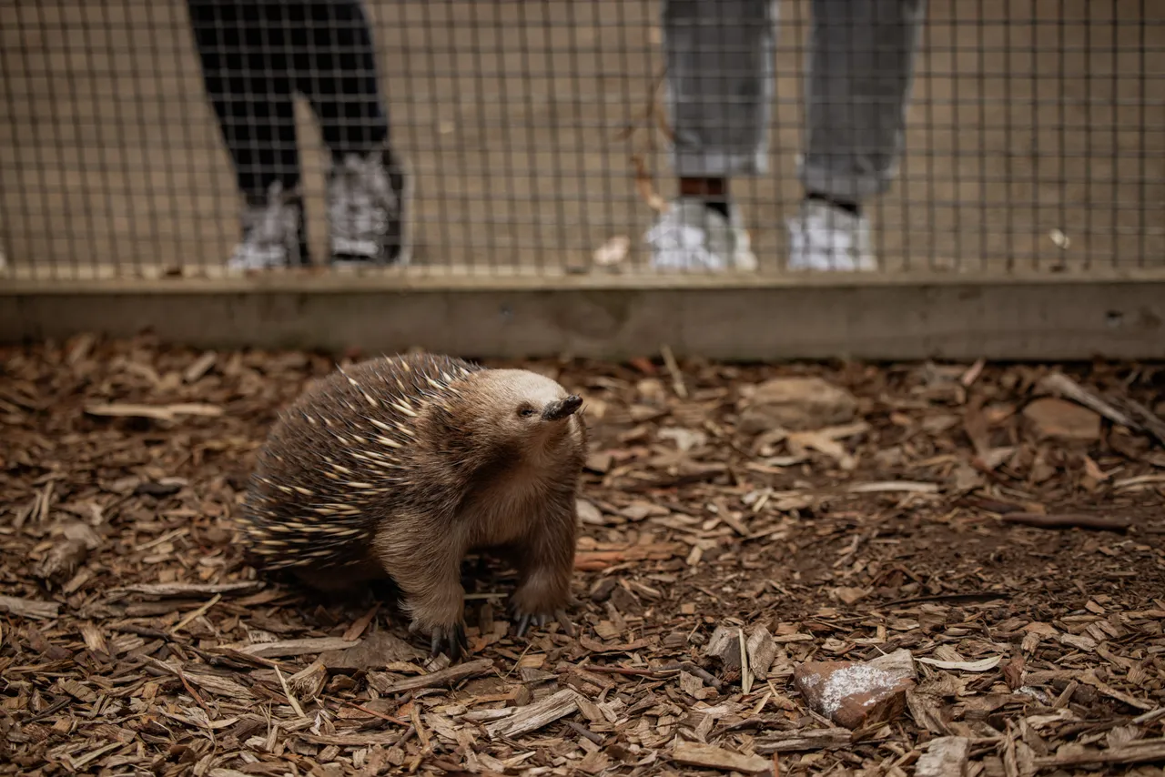 Echidna at Bonorong Wildlife Sanctuary