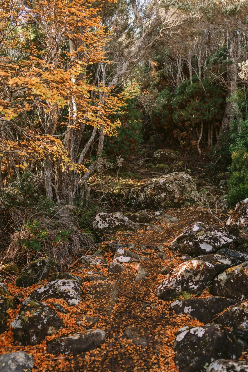 Walking Track with Fagus