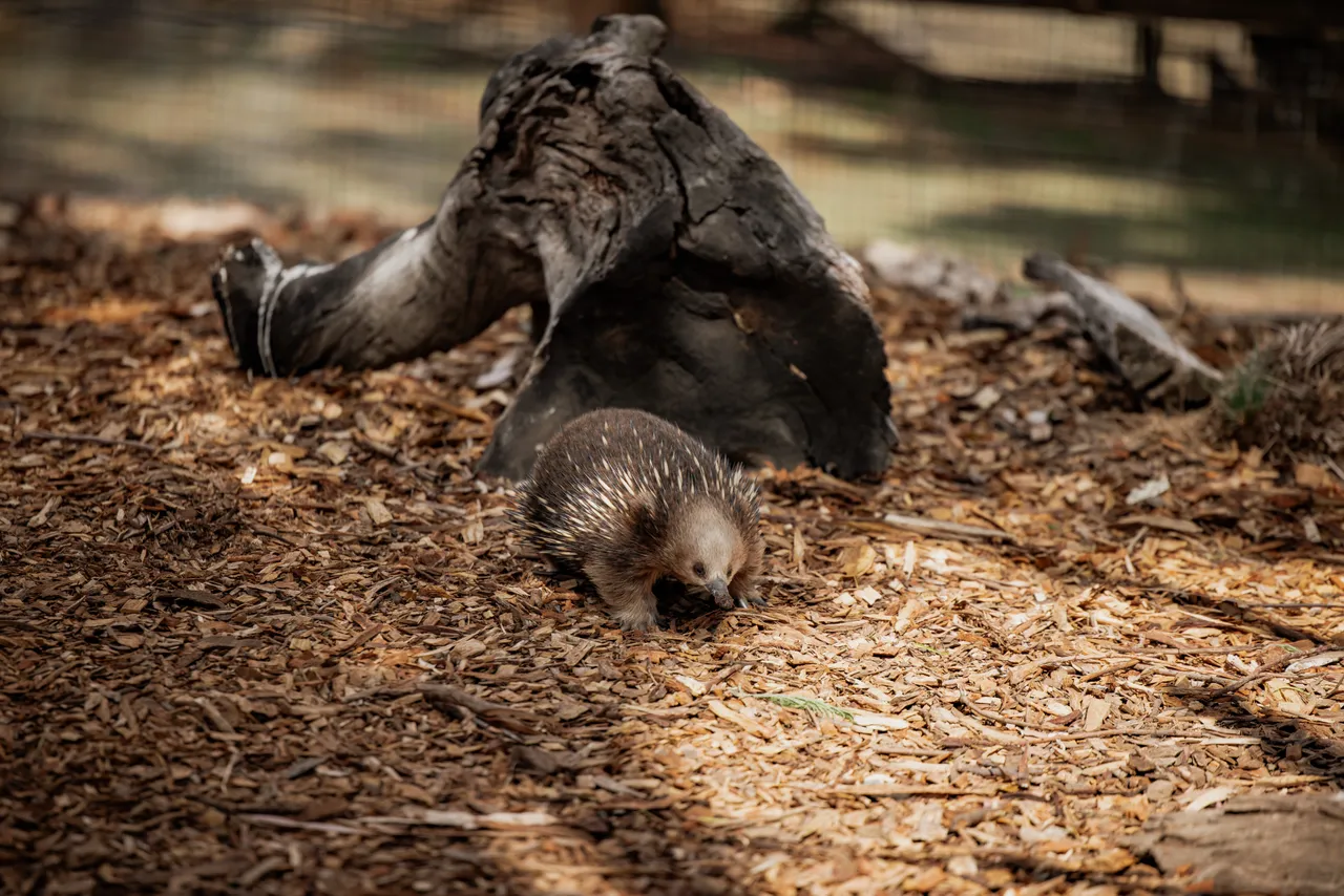 Echidna at Bonorong Wildlife Sanctuary