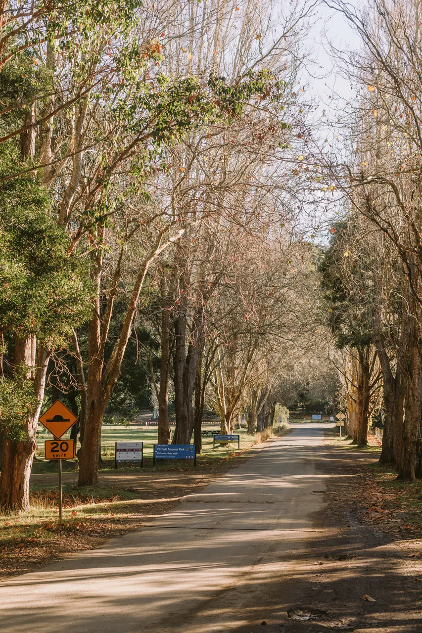Tree-Lined Avenue Entrance to Mt Field National Park