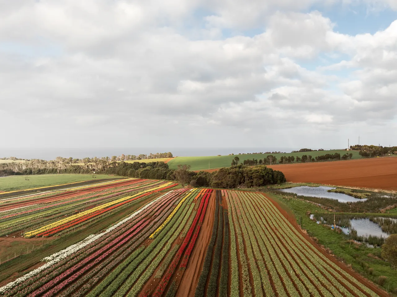 Table Cape Tulip Farm