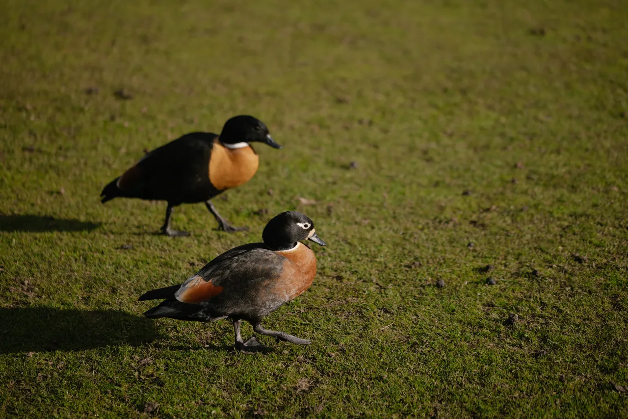 Ducks