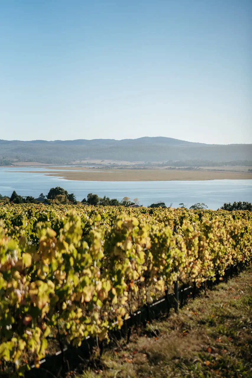Vineyard at Utzinger Wines