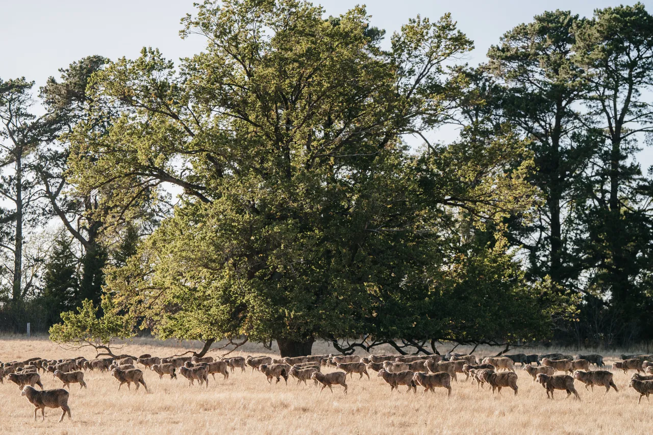 Sheep Paddock