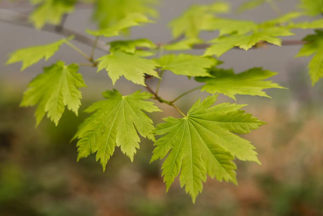 Foliage at the Royal Tasmanian Botanical Gardens