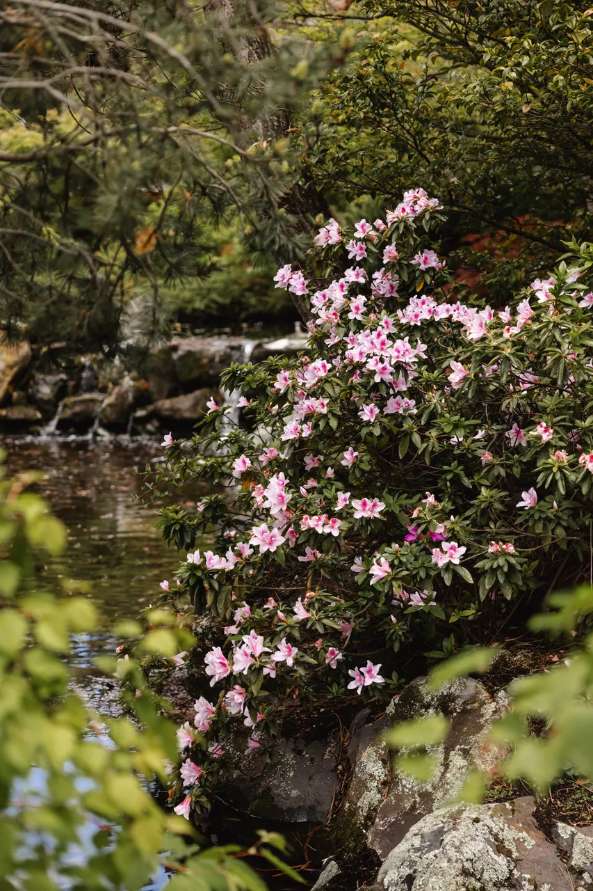 Pink Flowers in Spring