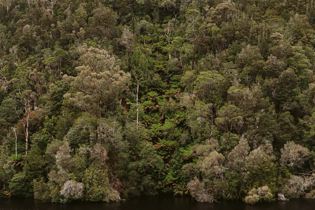 Rainforest on the Gordon River