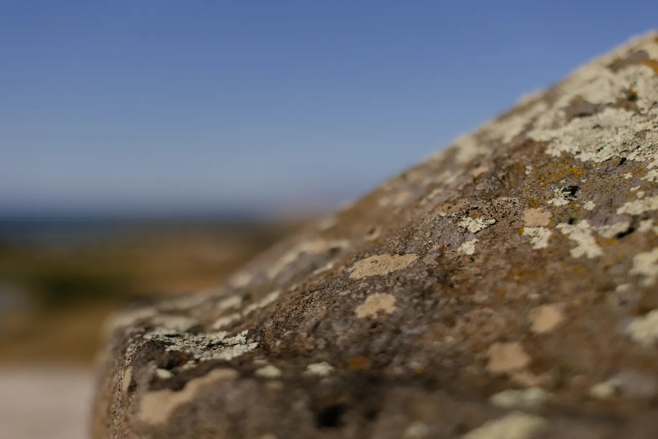 Lichen on Rock