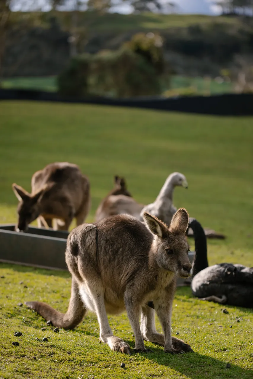 Eastern Grey Kangaroo