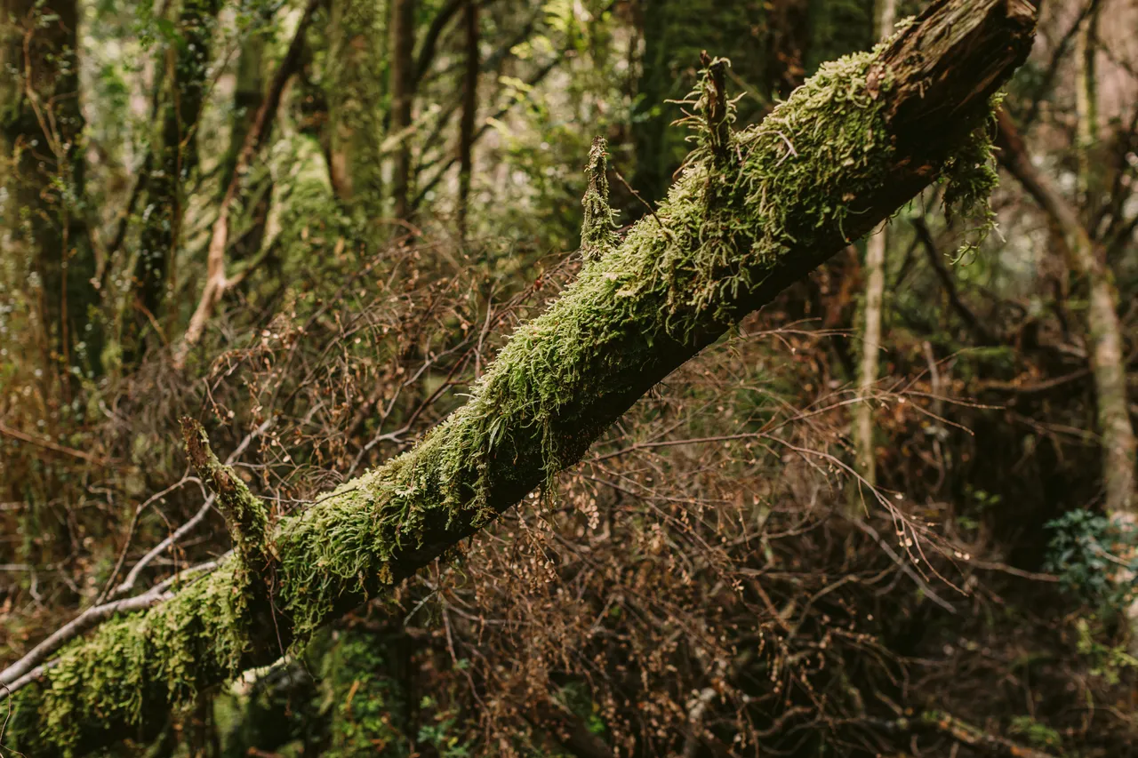 Mossy Tree Trunk