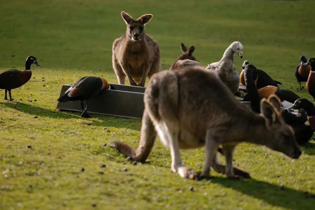 Kangaroos and Ducks