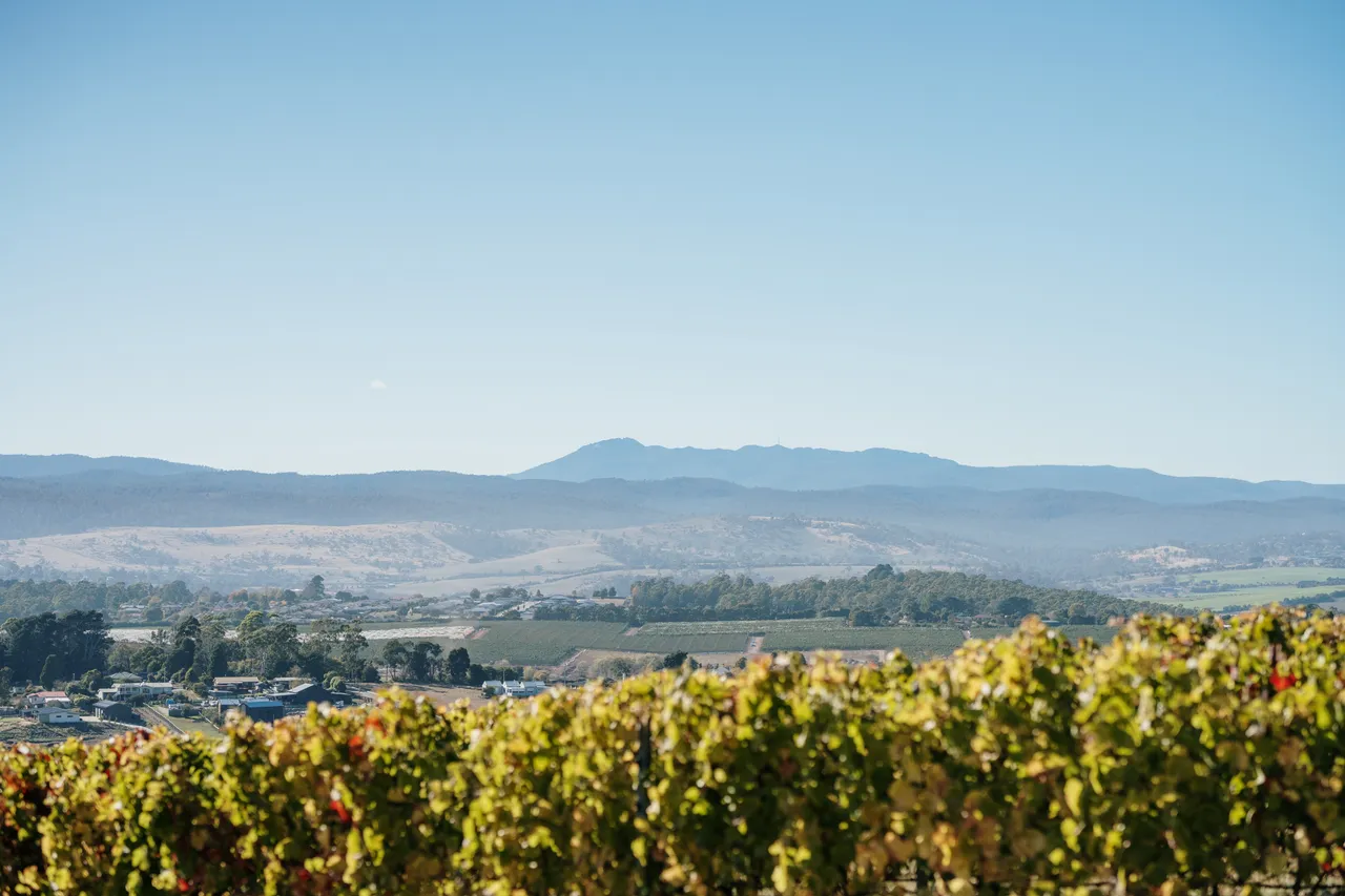 Vineyard at Utzinger Wines