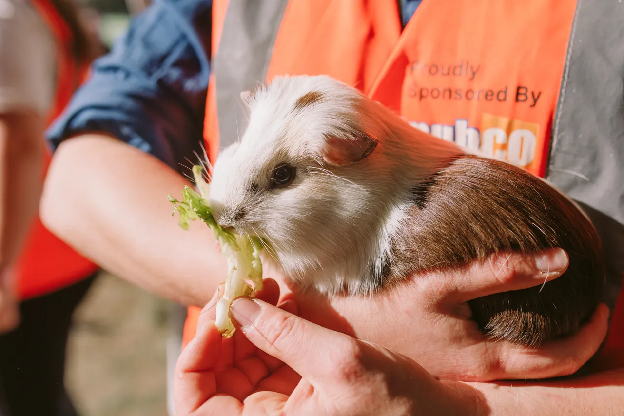 Feeding a Guinea Pig