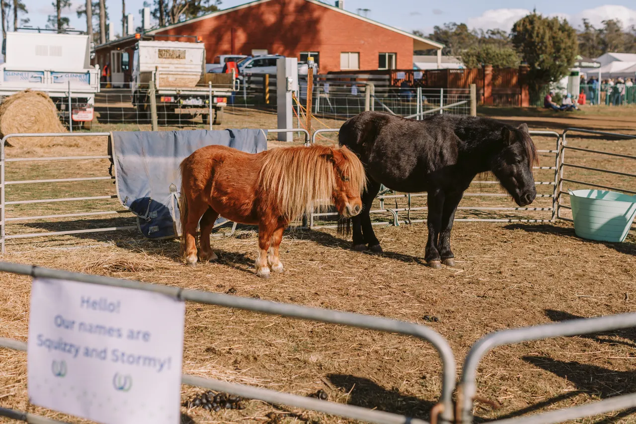 Miniature Horses at Agfest