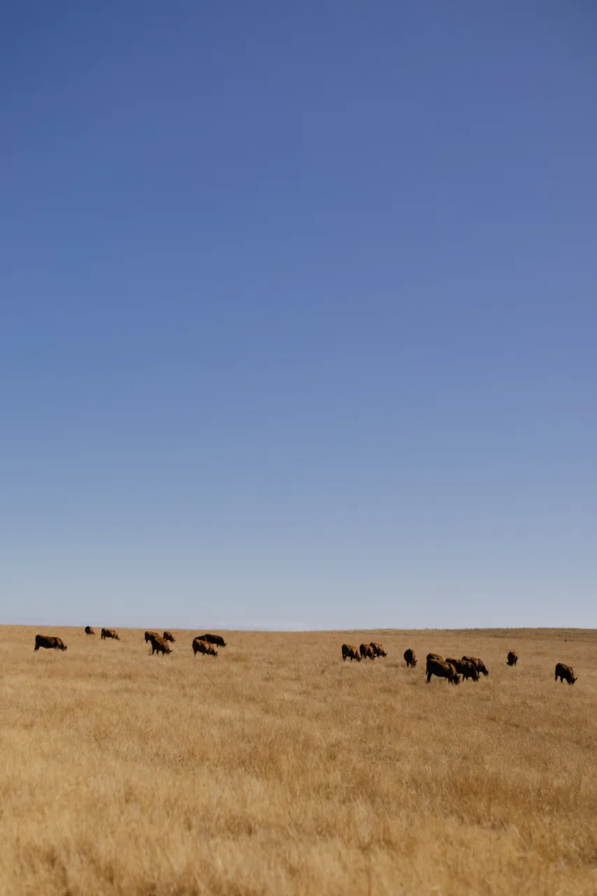 Cows Grazing