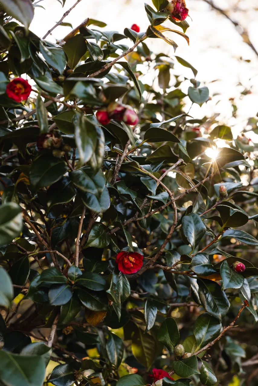 Spring Flowers in Bloom