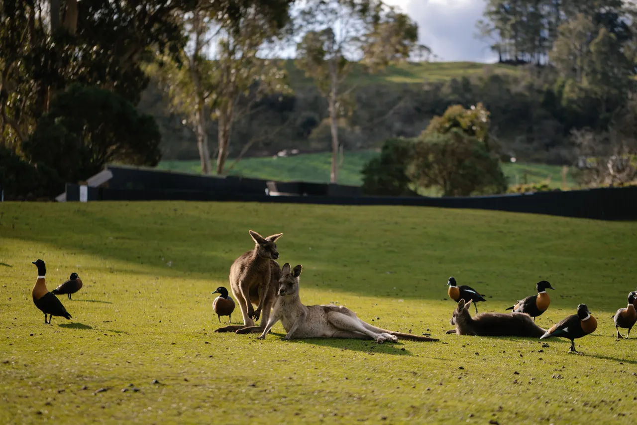 Kangaroos and Ducks