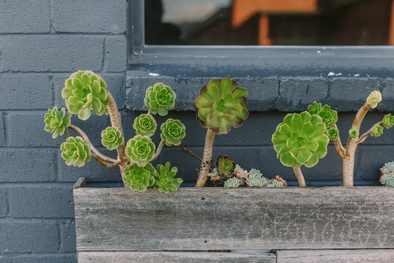 Succulents