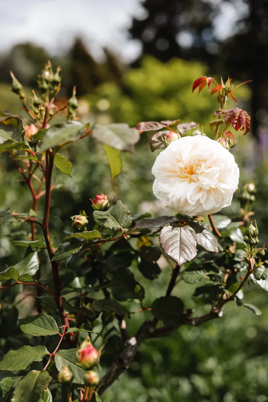 Rose at the Royal Tasmanian Botanical Gardens