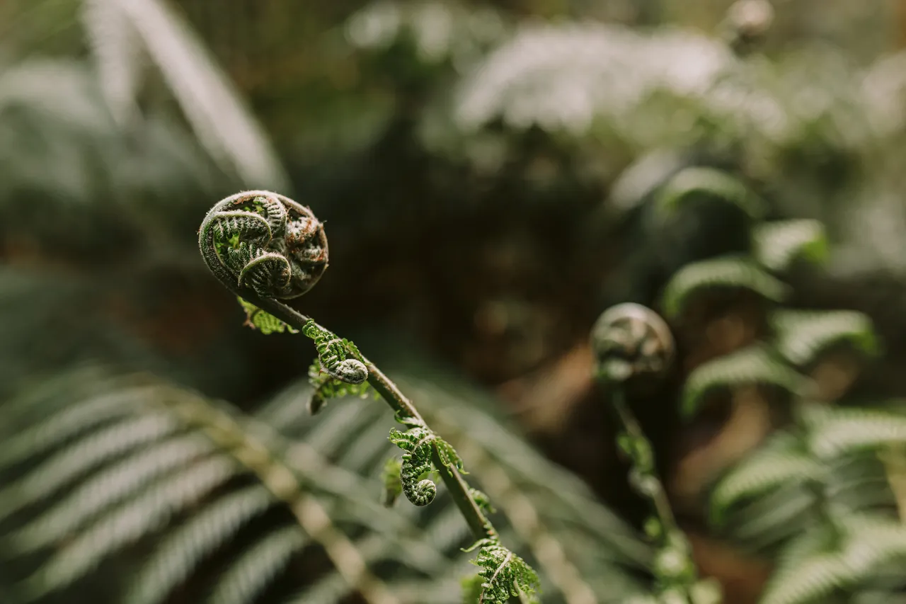 Fern Details