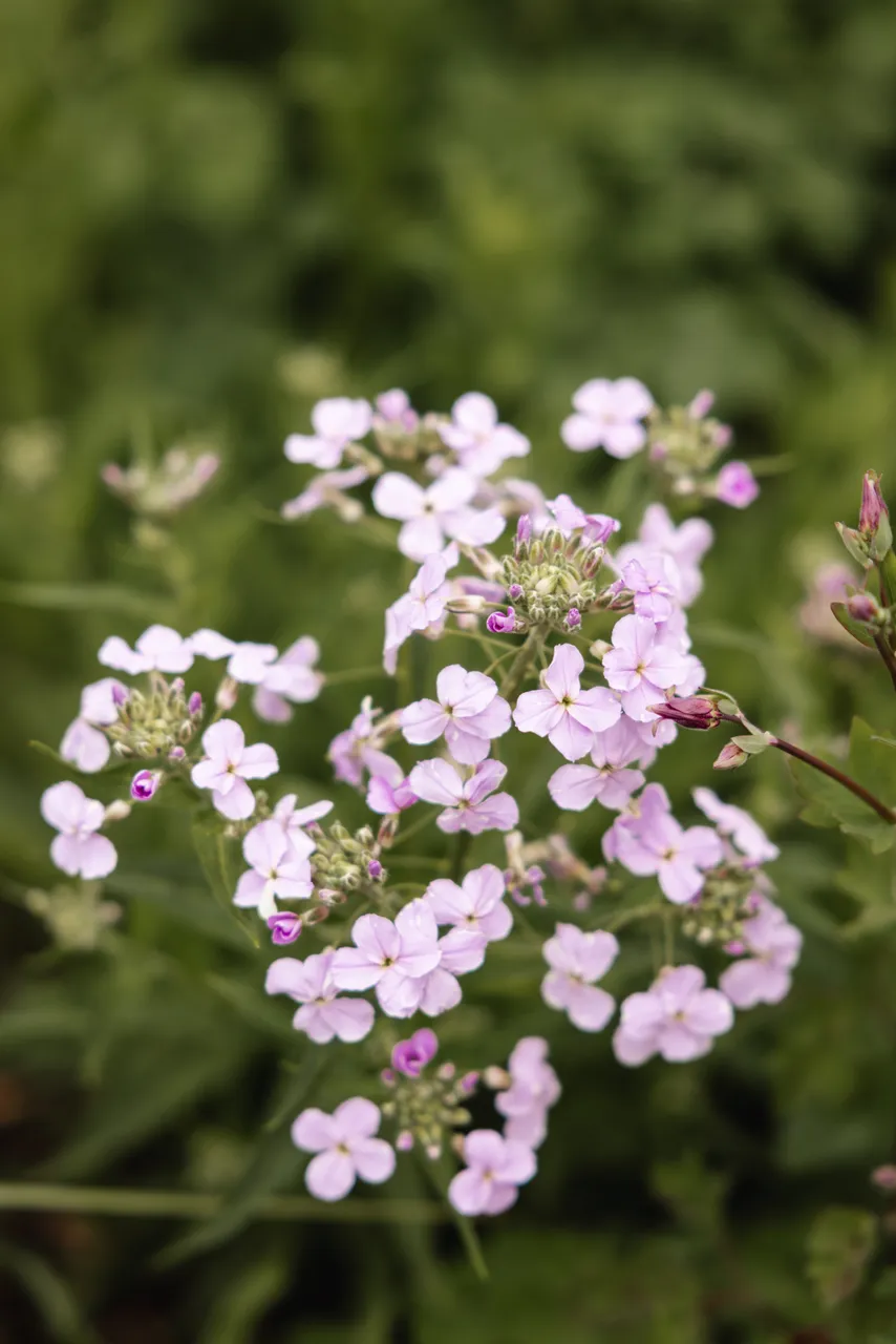 Purple Flowers in Spring
