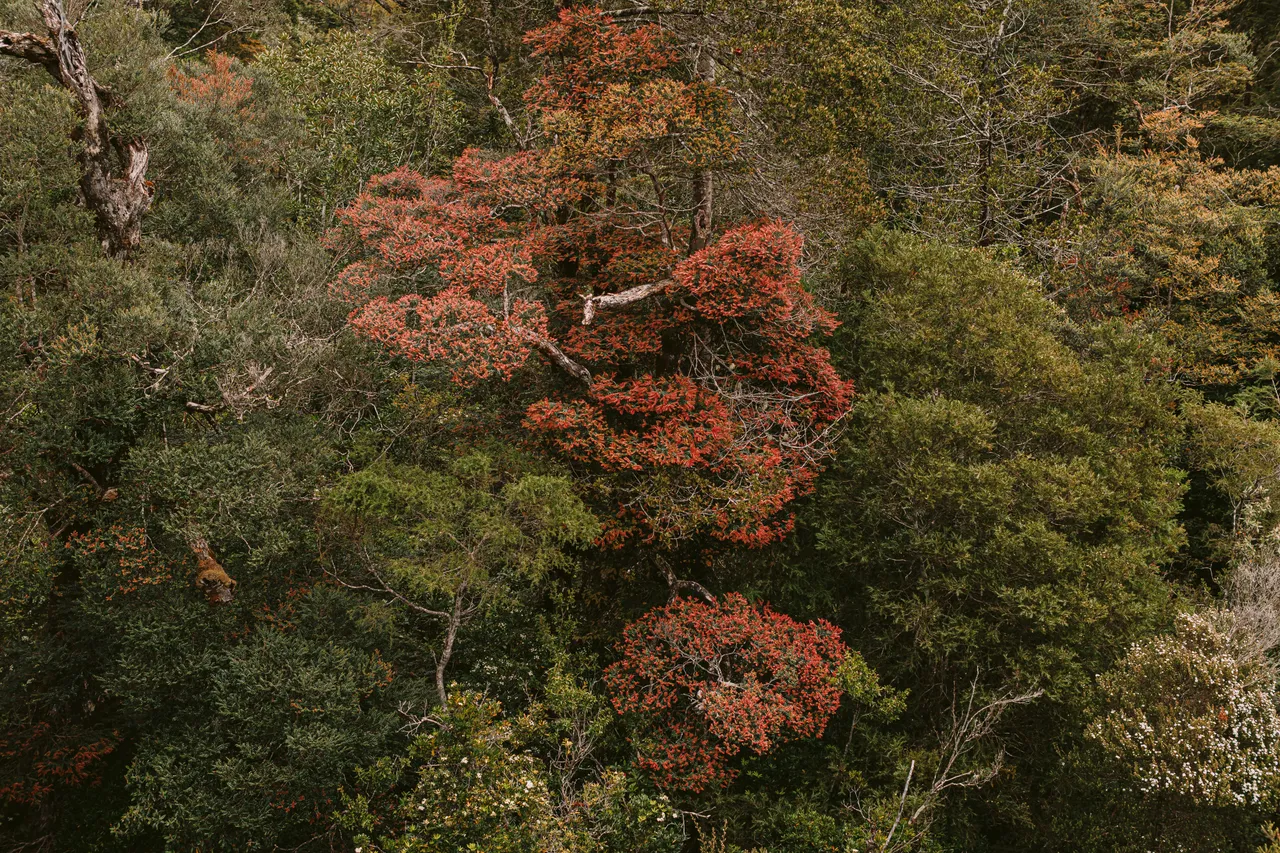 Rainforest on the Gordon River